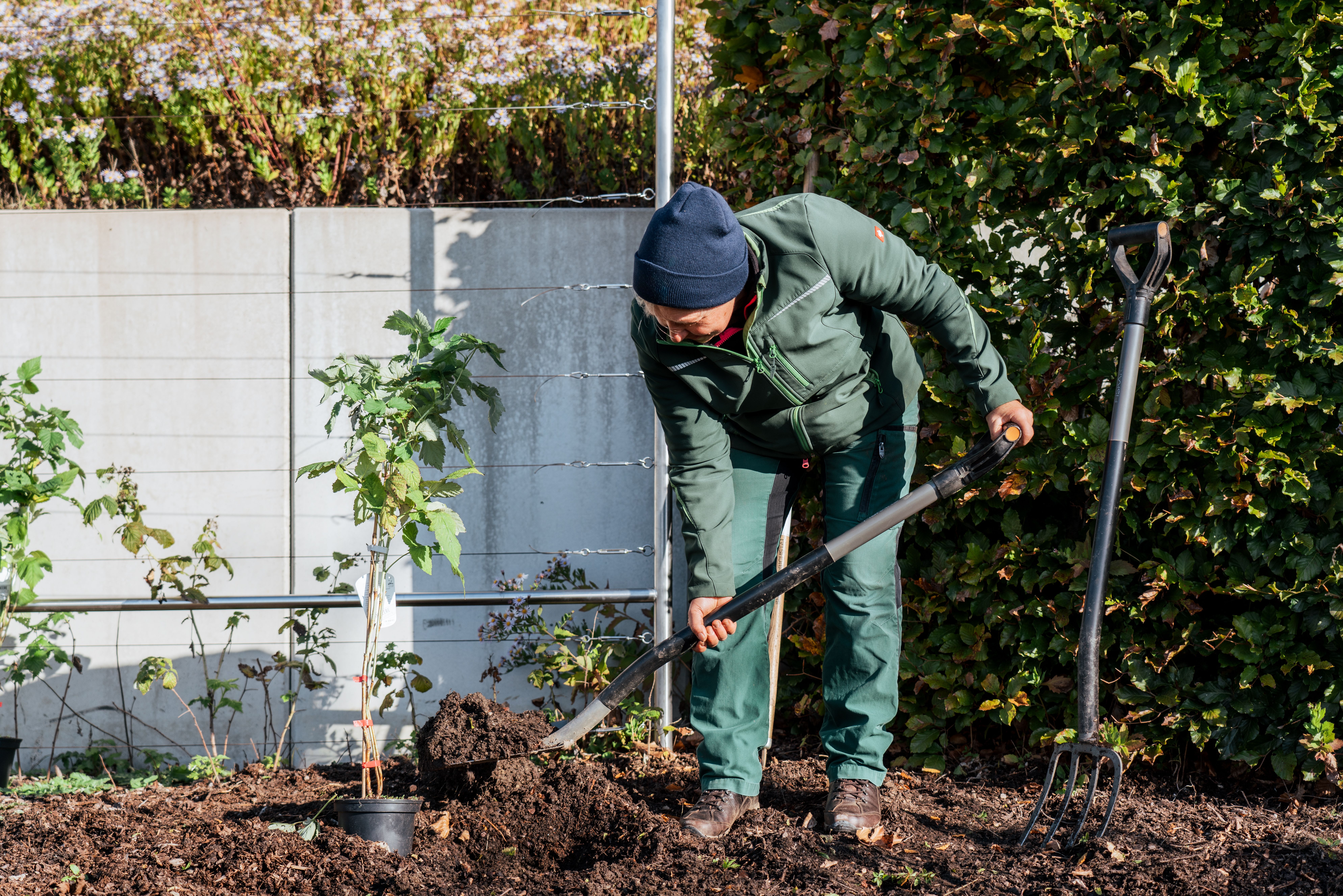 Aufnahme einer Gärtnerin beim Eingraben einer Tomatenpflanze im Gemüsegarten des 's Kloster