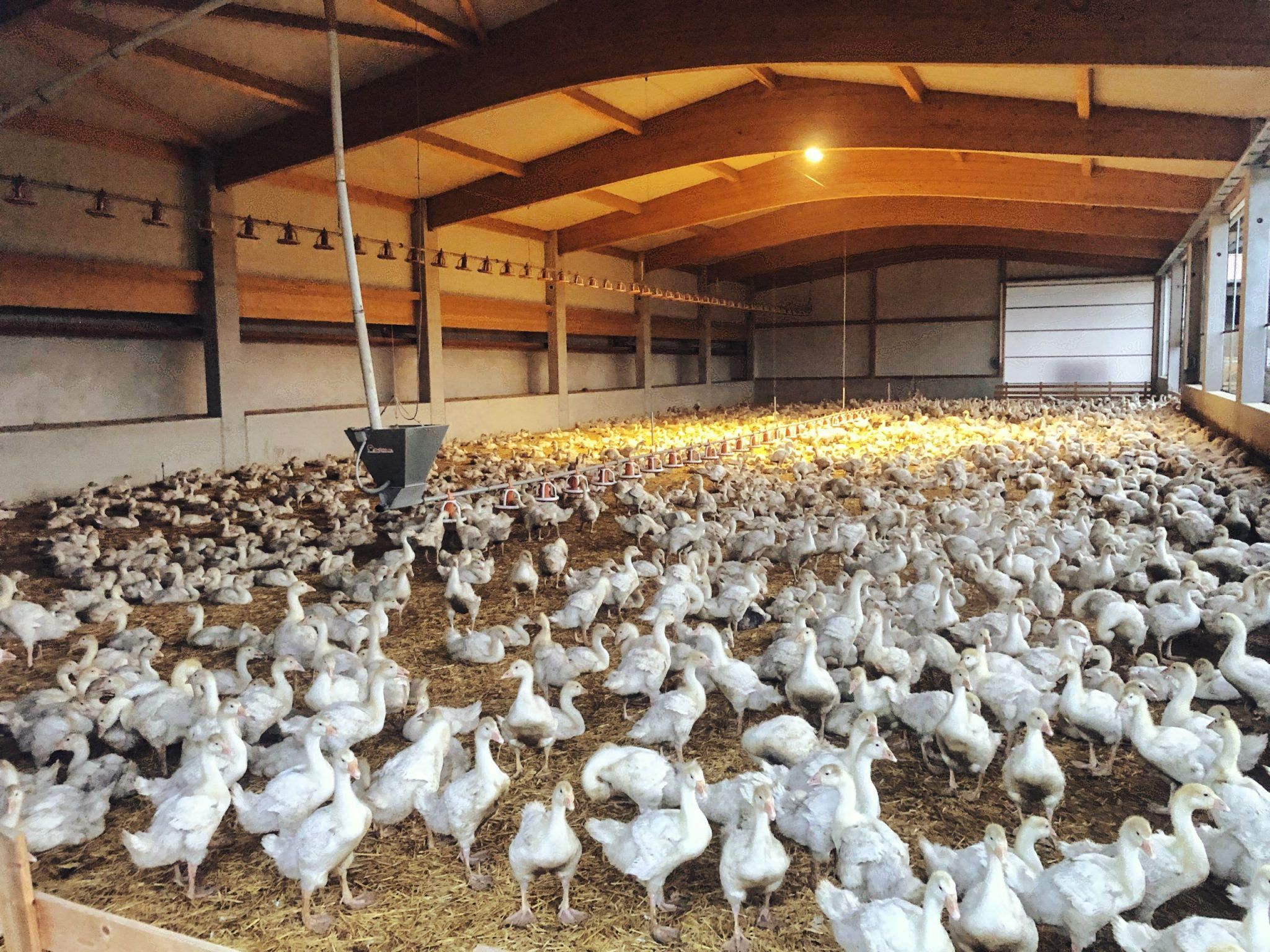 Großer Geflügelstall mit zahlreichen weißen Gänsen auf eingestreuter Bodenfläche. In der Halle sind Futter- und Tränksysteme installiert, während Tageslicht durch die Seitenflächen einfällt.