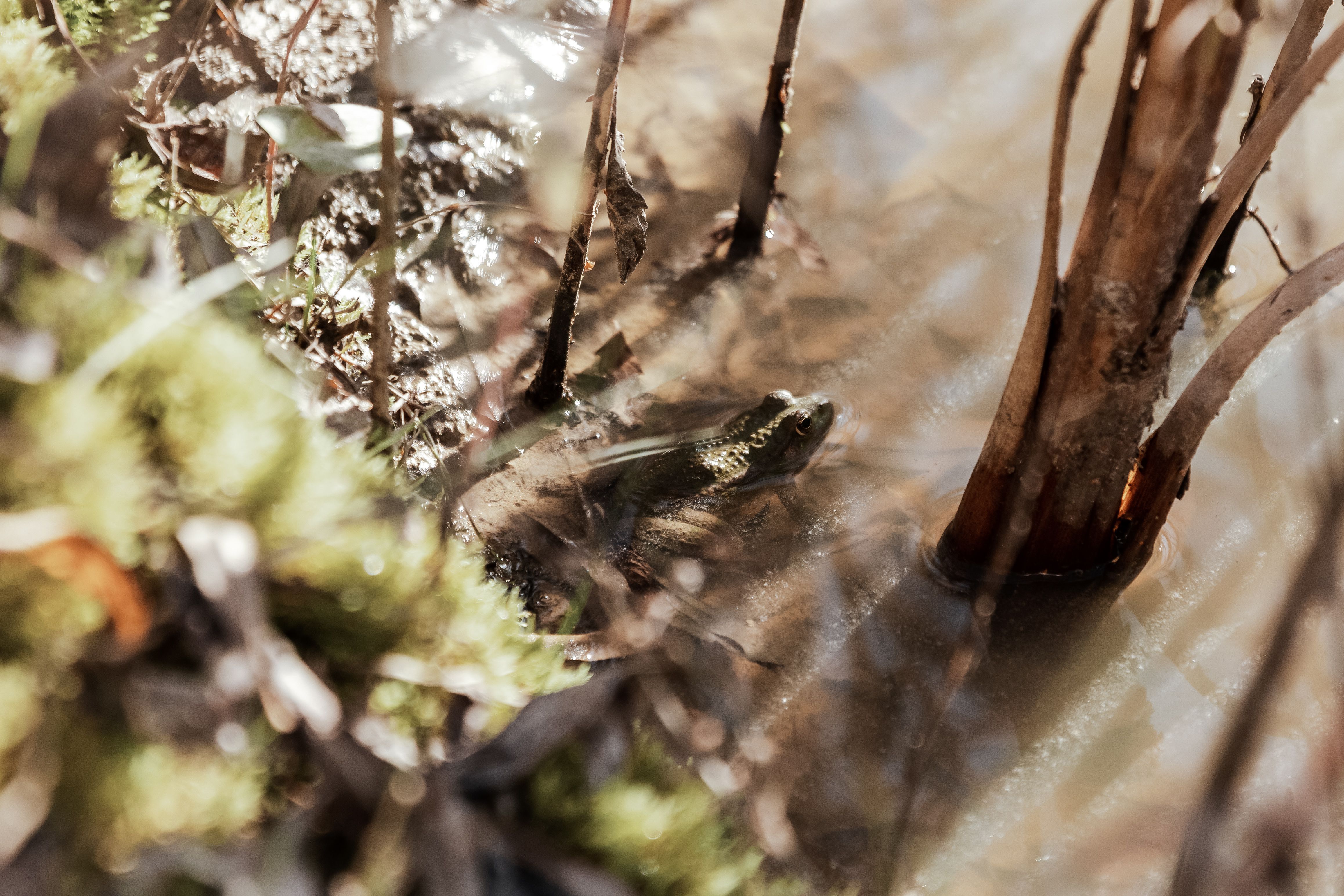 Frosch in einem Teich